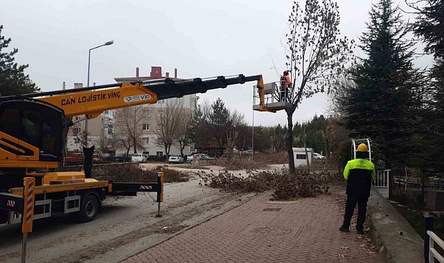 Odunpazarı’nda ağaç bakımları sürüyor