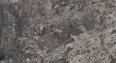 Sarp kayalıkları onlardan soruluyor: Koruma altındaki dağ keçileri sürü halinde görüldü