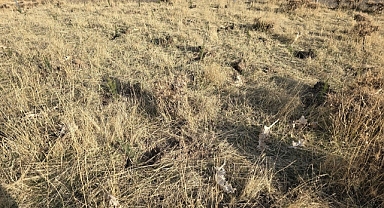 Sason’da bal ormanı oluşturuldu