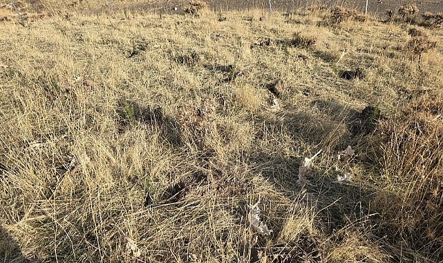 Sason’da bal ormanı oluşturuldu