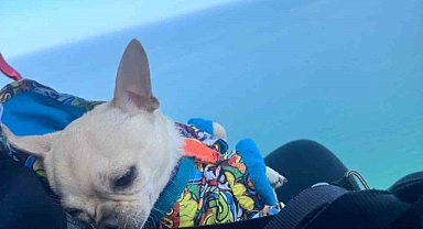 Sevimli köpek ’Kaju’ 530 metre yükseklikten paraşütle uçtu