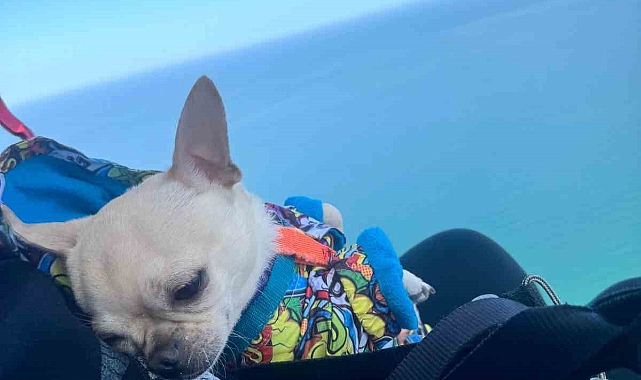 Sevimli köpek ’Kaju’ 530 metre yükseklikten paraşütle uçtu