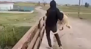 Soğuk kış gününde köpeği köprüden suya attı