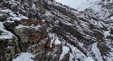 Sürü halinde gezen dağ keçileri Bayburt’ta drone kamerasıyla görüntülendi