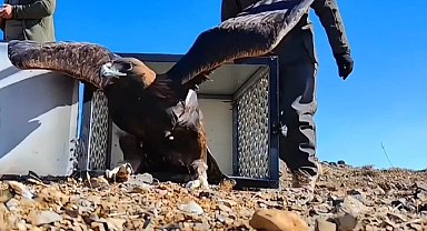 Tedavisi tamamlanan kaya kartalı doğal yaşam alanına bırakıldı