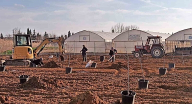 Tekirdağ’da 500 meyve fidanı toprakla buluşuyor