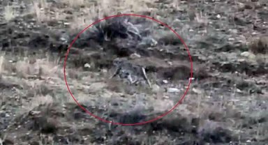 Vaşak görüntülendi