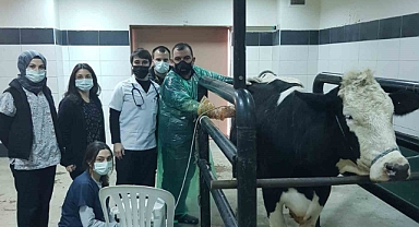 Veteriner Fakültesinde bin 976 hayvan tedavi edildi