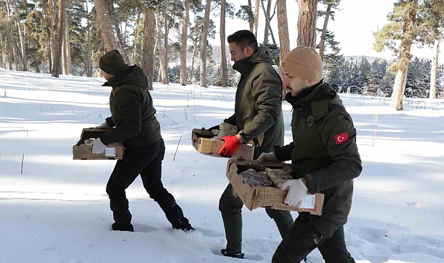 Yabani hayvanlar için doğaya yem bıraktılar