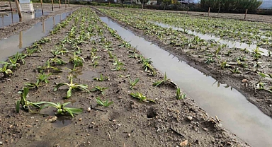 Ziraat Fakültesi’nden “Salep’ atağı