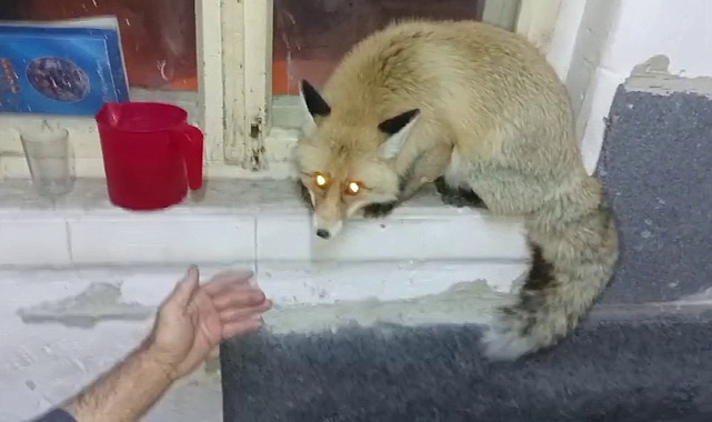 Aç kalan tilki, köylülere misafir oldu