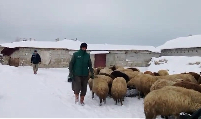 Adilcevaz'da Sibirya soğukları besicileri zorluyor