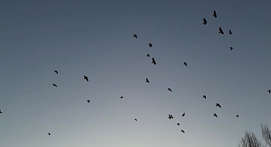 Ağrı'da kuşların gökyüzü dansı hayran bıraktı (Videolu Haber)