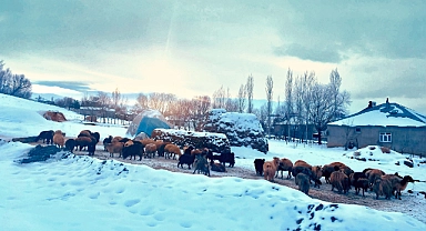 (Videolu Haber) Ağrılı besicilerin zorlu kış mesaisi devam ediyor