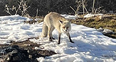 Ahlat'ta Dağ başında karşılaştıkları tilkiyi beslediler