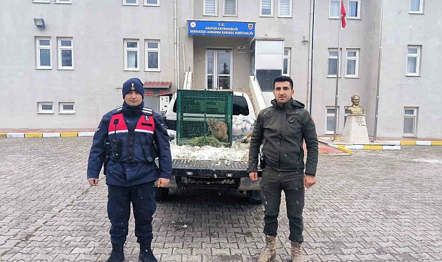 Arapgir'de yaralı bulunan dağ keçisi koruma altına alındı