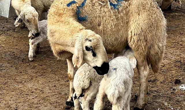 Baharın habercisi kuzuların doğumları başladı