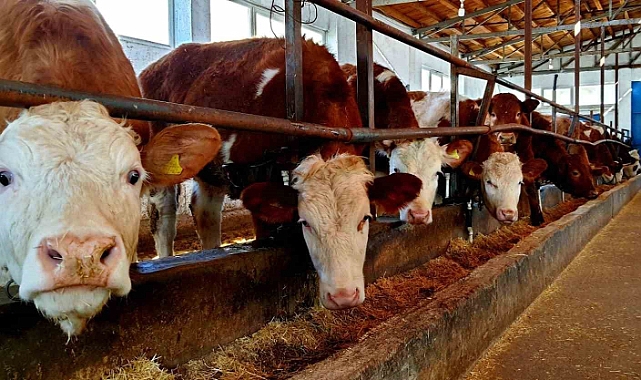 Erzincan İliç'te şap ve brucella hastalığına karşı aşılama çalışmaları sürdürülüyor