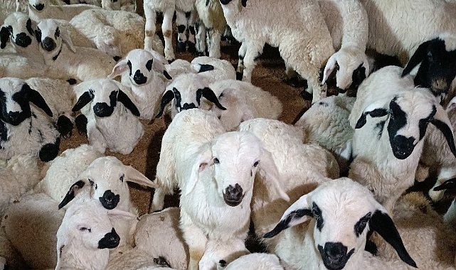 Erzincan Üzümlü'de 60 bin kuzu küpelenecek