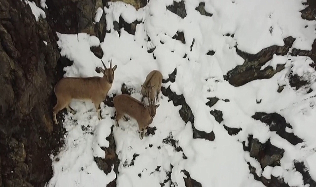 Erzincan'da dağ keçileri ve domuz dronla görüntülendi