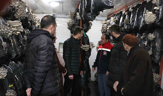 Erzincan'da istiridye mantarı üretimi başladı
