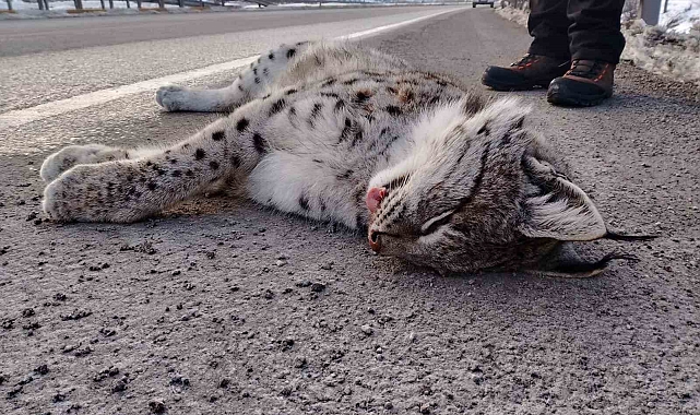 Erzincan'da Sansa deresi yaban hayatına mezar oldu