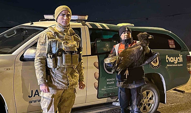 Erzurum'da jandarma bitkin halde bulduğu akbabayı yetkililere teslim etti