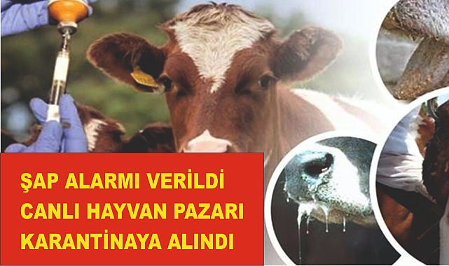 Hayvan Pazarı Şap Hastalığı Nedeniyle Kapatıldı