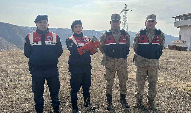 Jandarma Bingöl'de yaralı halde bulduğu atmacayı tedavi için yetkililere teslim etti