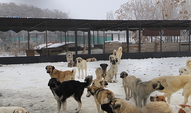 Köpek Katliyamı Belediye Personelini Görevinden Etti
