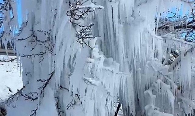 Malatya'da kayısı ağaçları buz kesti