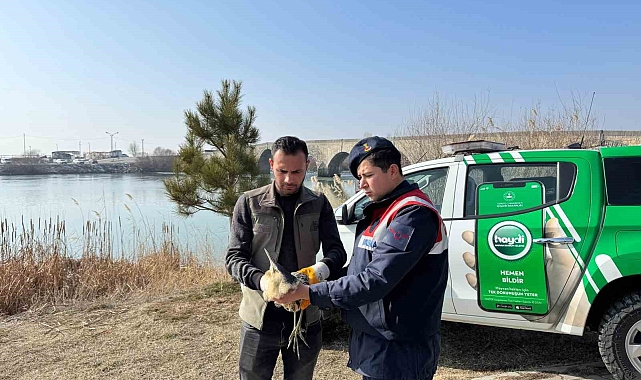 Muş'ta yaralı halde bulunan bayağı balaban kuşu koruma altına alındı
