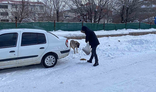 Sokak Hayvanları da Unutulması