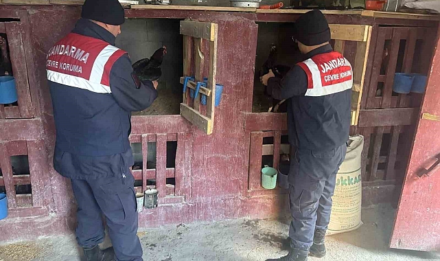 Uzundere'nde horoz dövüştüren 3 şahıs yakalandı