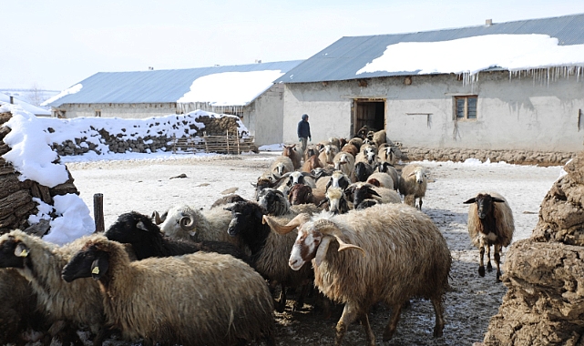Vanlı Besiciler Çetin Kış Şartlarına Rağmen Hayvanlarına Gözü Gibi Bakıyor