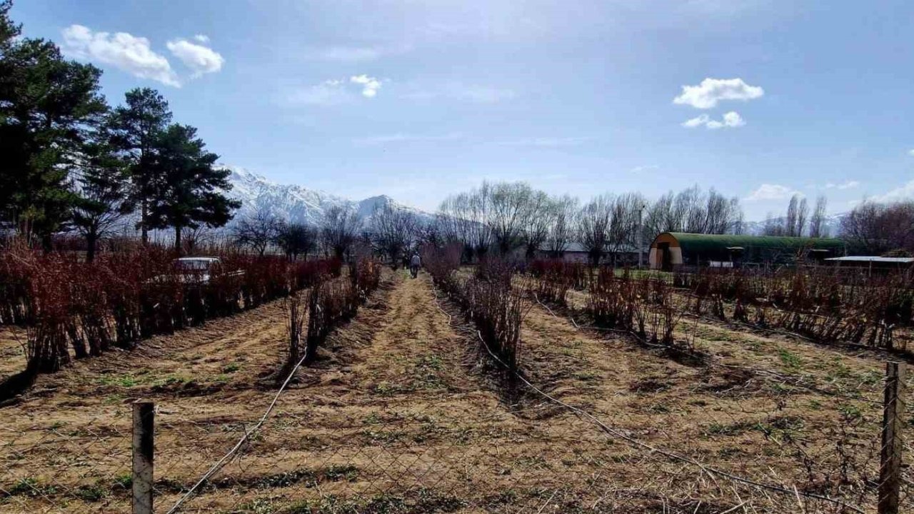 Erzincan'da 20 bin adet meyve fidanı satılacak