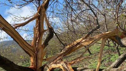 Kayısı bahçesine düşen yıldırım ağaçları parçaladı