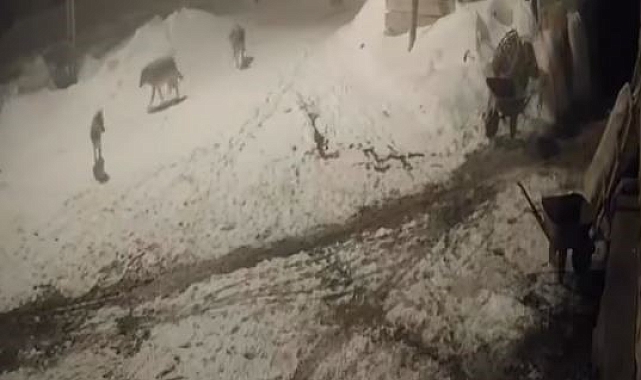 Ardahan'da aç kurtlar 2 köpeğe saldırdı