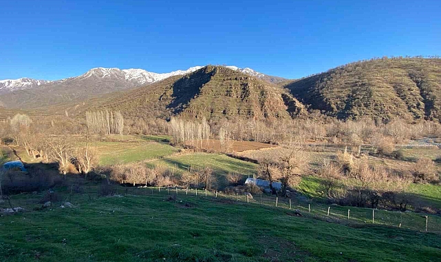 Derecik'te köylülerin başı domuz sürüsü ile dertte