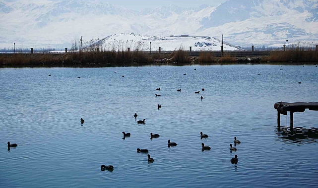 Ekşisu Sazlığı birçok kuş türüne ev sahipliği yapıyor
