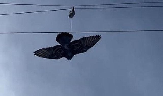 Elektrik tellerine takılan güvercin için seferber oldular