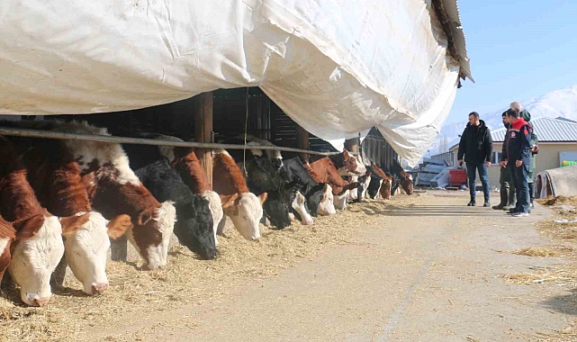 Erzincan'da büyükbaş hayvan işletmelerine arilik incelemesi