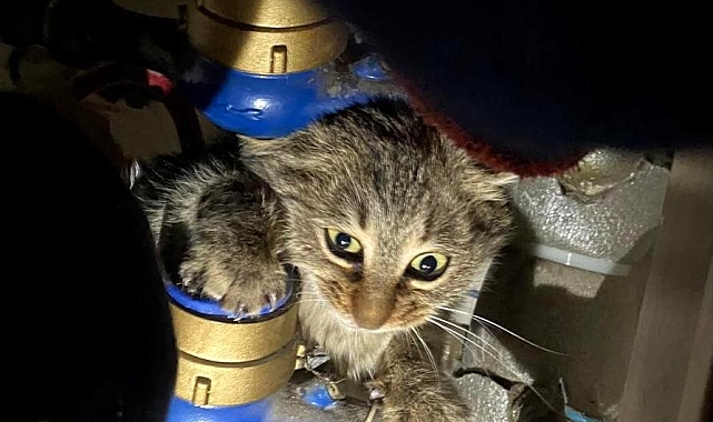 Erzincan'da itfaiye kedi kurtarma operasyonu gerçekleştirdi