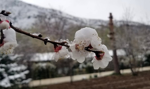 Erzincan'da kar yağışı meyve ağaçlarını olumsuz etkiledi