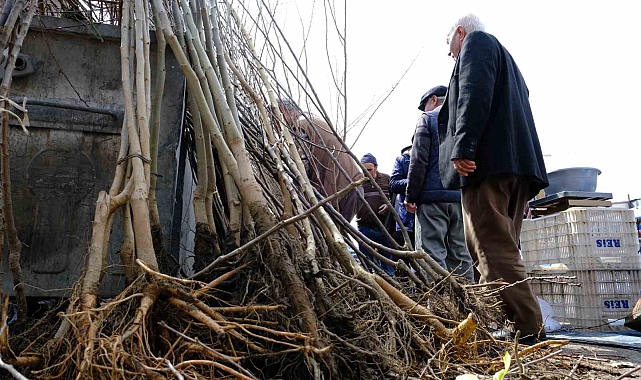 Erzincan'da meyve fidanı satışı başladı