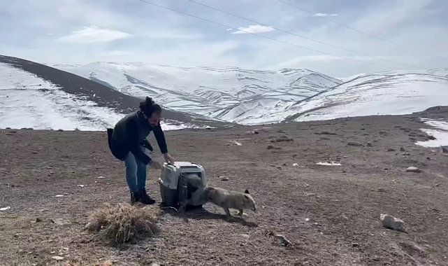 Erzurum'da yaralı tilki tedavisinin ardından doğaya bırakıldı