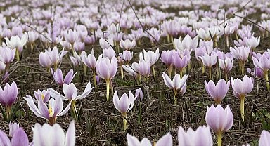 Hakkari Yüksekova'da baharın müjdecisi kardelenler çiçek açtı