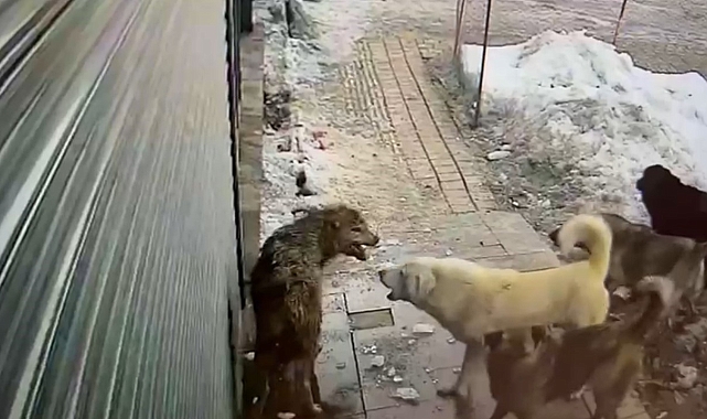 Hakkari'de köpeklerin kurda saldırdığı anlar kamerada