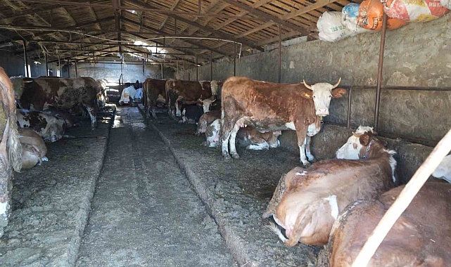 Iğdır'da süt üreticileri sütlerinin zamlı fiyattan alınmamasına tepki gösterdi