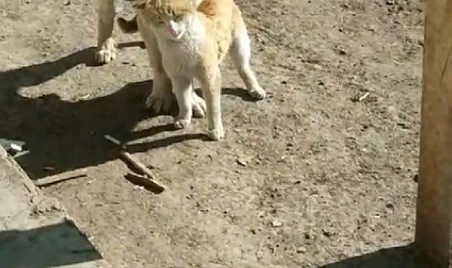 Kars'ta Kedi ile köpeğin samimi anları kamerada